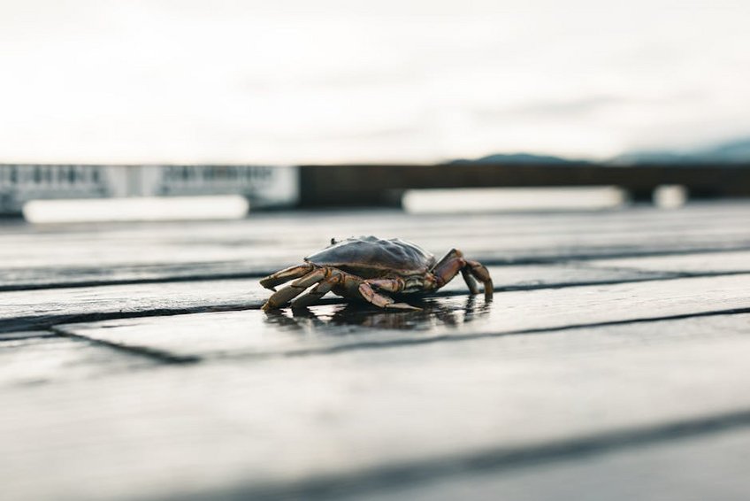 Comoros Moheli Marine Park