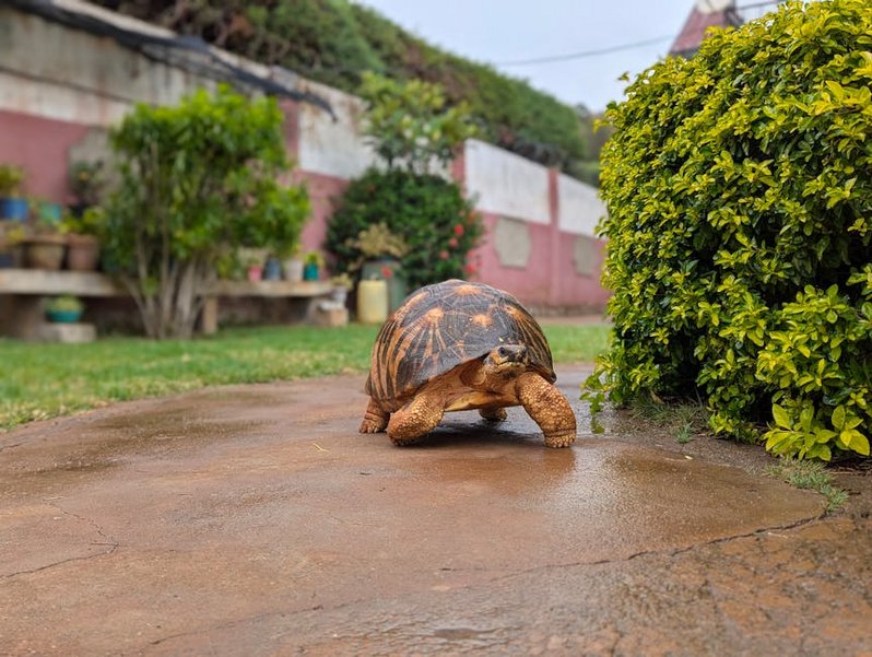 Costa Rica Tortuguero Turtle Nesting