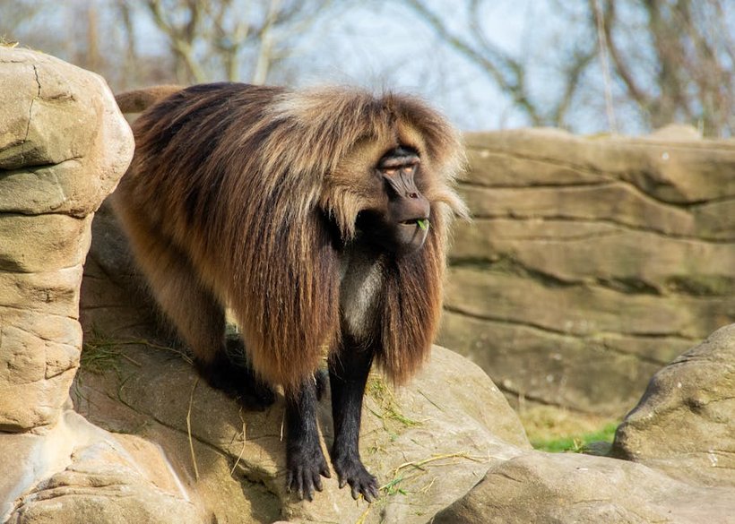 Ethiopia Simien Mountains Trek