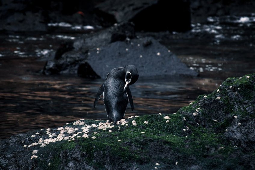 Falkland Islands Penguin Colonies