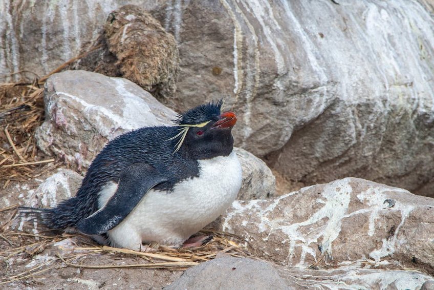 Falkland Islands Penguin Colonies