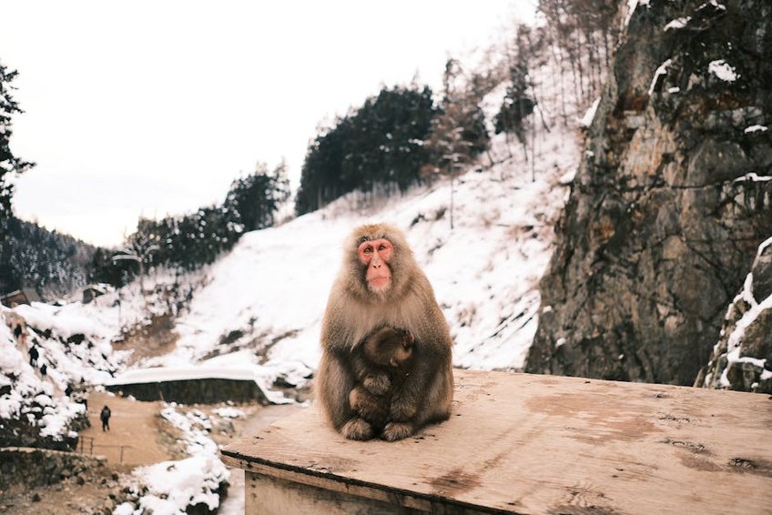 Japan Jigokudani Snow Monkey Park