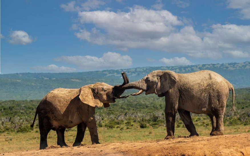 Kenya Amboseli Elephant Herds