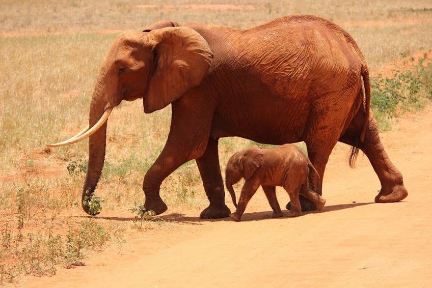 Kenya Amboseli Elephant Herds