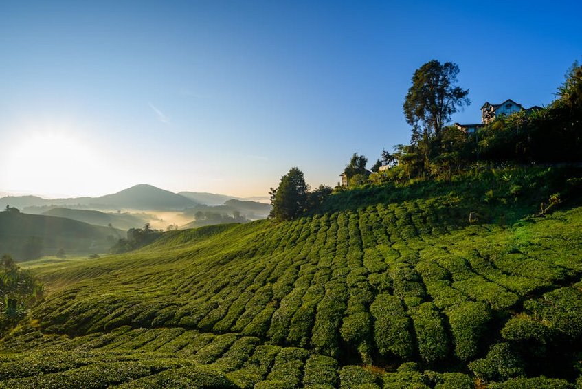 Malaysia Cameron Highlands Tea Estates