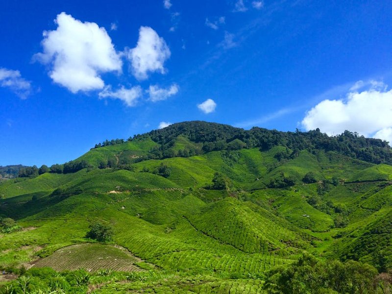 Malaysia Cameron Highlands Tea Estates
