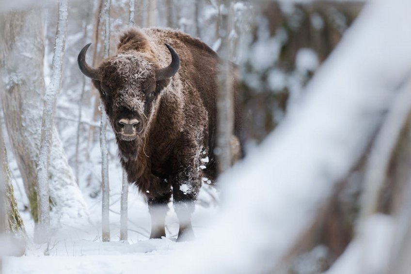Poland Białowieża Forest Bison