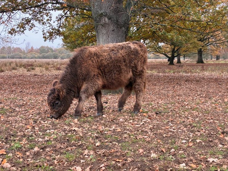 Poland Białowieża Forest Bison