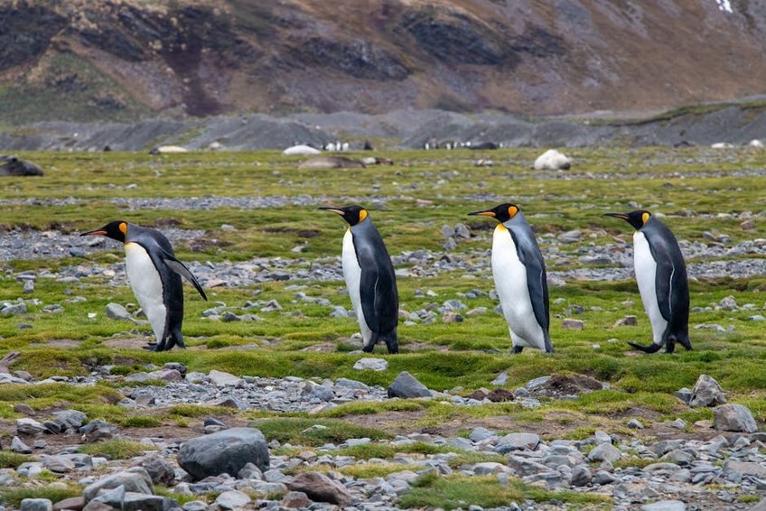 South Georgia Island King Penguins