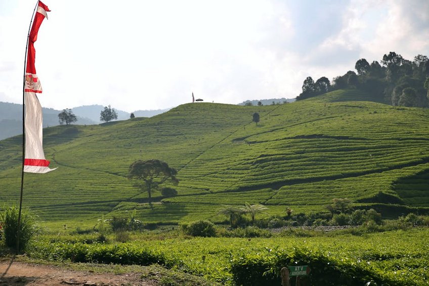South Korea Boseong Green Tea Fields