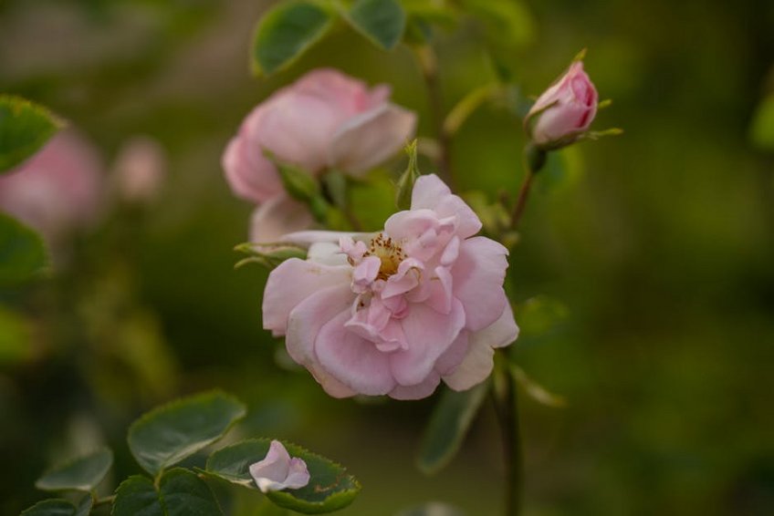 Sweden Icehotel Jukkasjärvi