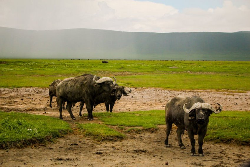 Tanzania Ngorongoro Crater