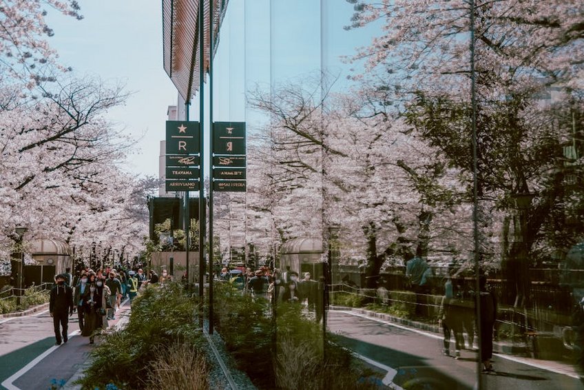 Tokyo Cherry Blossom Season Dates