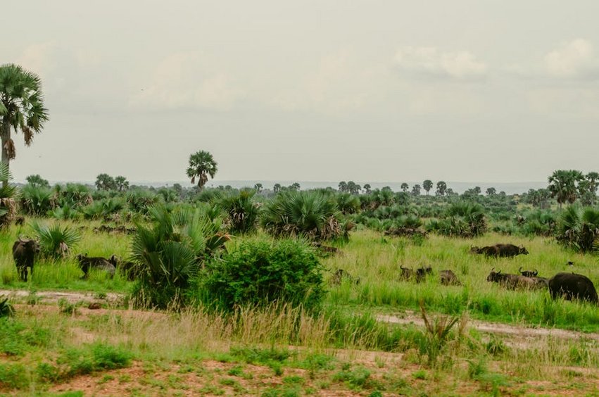 Uganda Murchison Falls