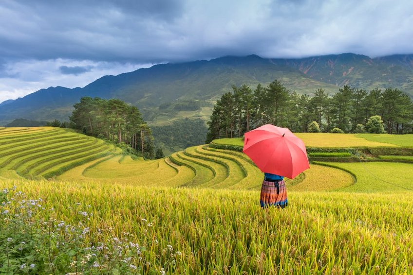 Vietnam Sapa Terraced Fields