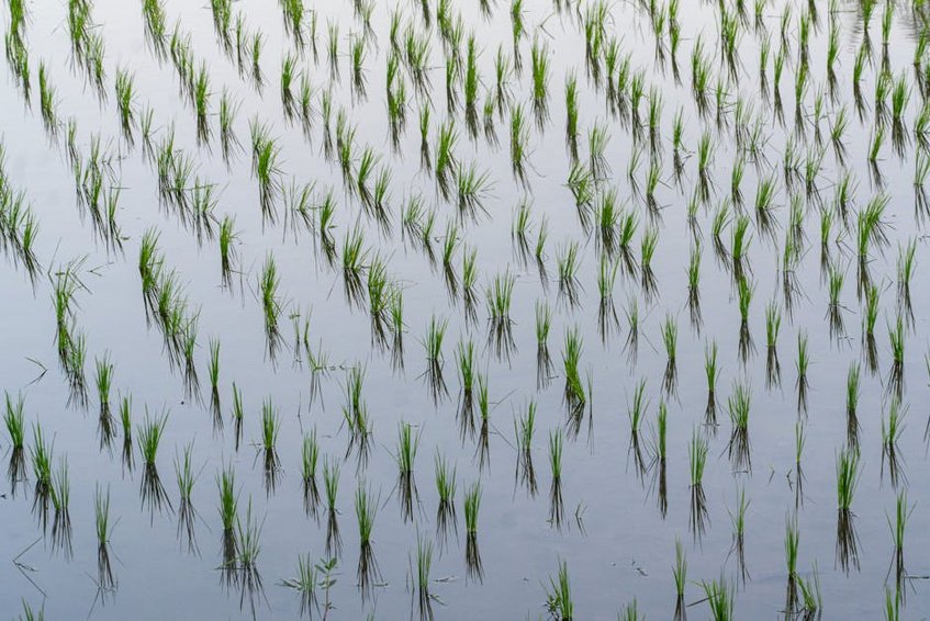 Bali Rice Terrace Photography Tips