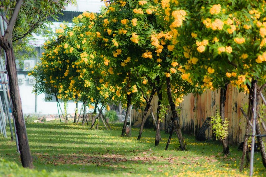 Brunei Ulu Temburong Park Access