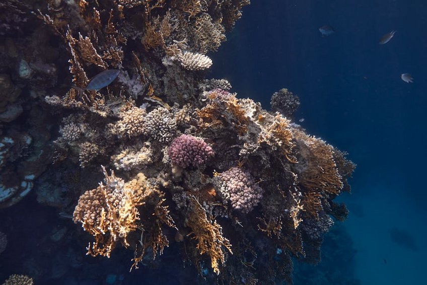 Egypt Hurghada January Diving Season