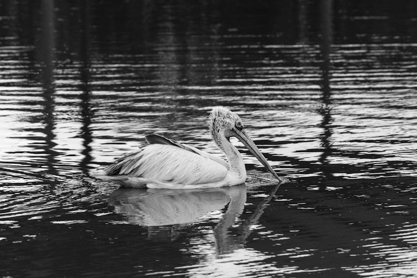 Hong Kong February Dragon Dance