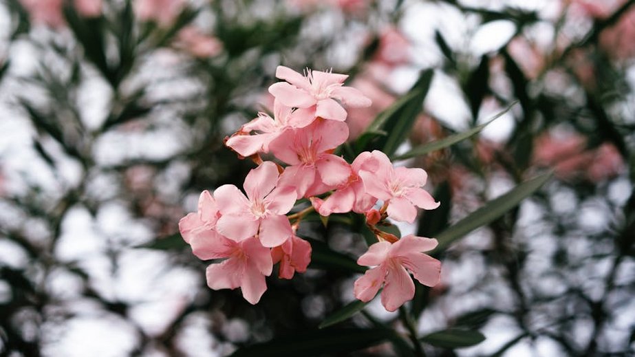 Indonesia Bali January Dry Season