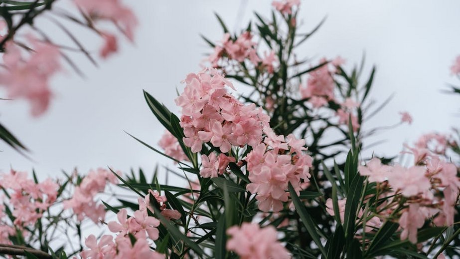 Indonesia Bali January Dry Season