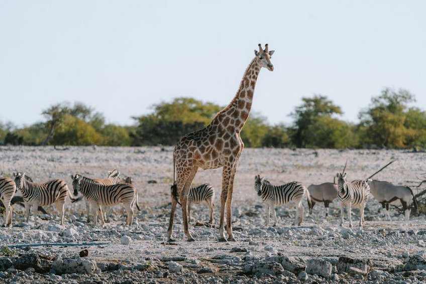 Namibia Etosha January Wildlife