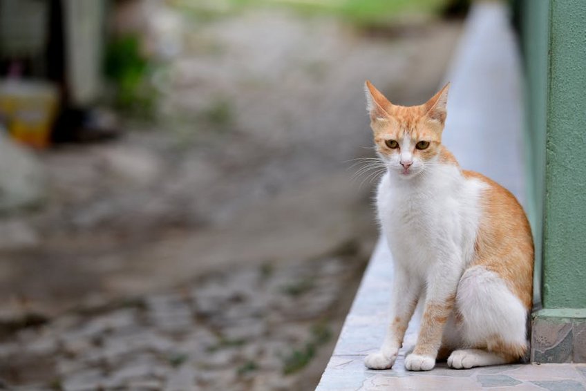 Where to stay in Ayvalik: area-by-area accommodation guide