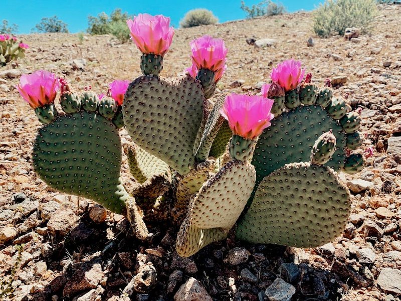 Arizona Cactus Bloom Season