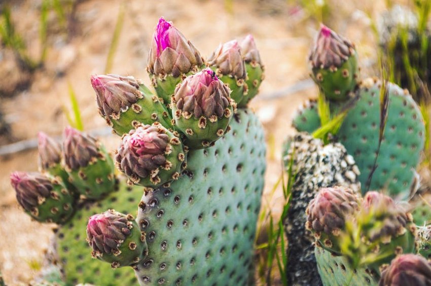 Arizona Cactus Bloom Season