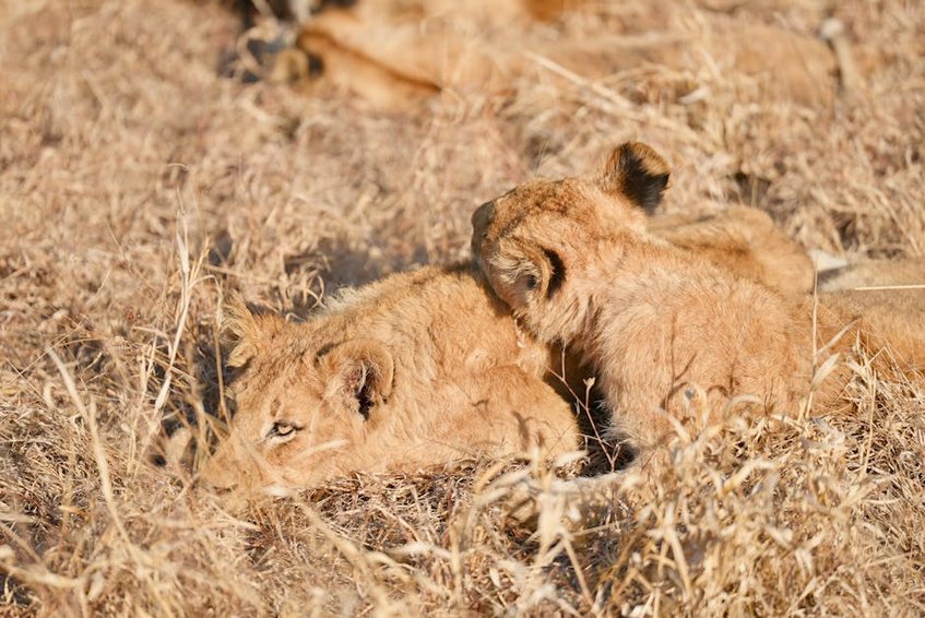 Botswana Okavango Delta Water Rise
