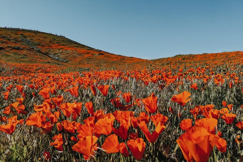 California Poppy Super Bloom