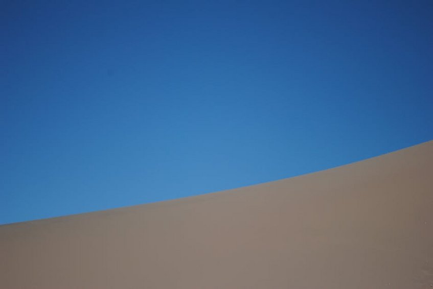 Chile Atacama Desert Bloom