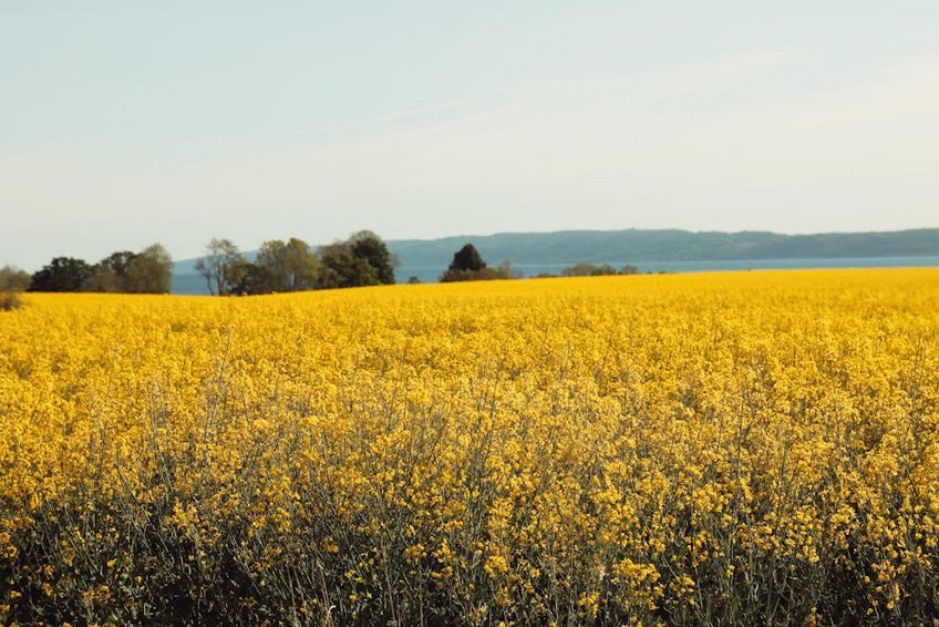 China Yunnan Rapeseed Golden Fields