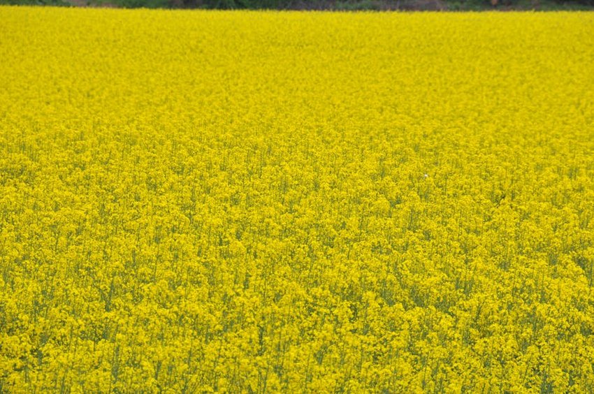 China Yunnan Rapeseed Golden Fields