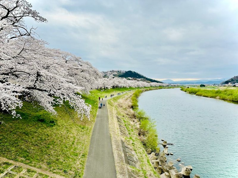 Japan Cherry Blossom Season Guide