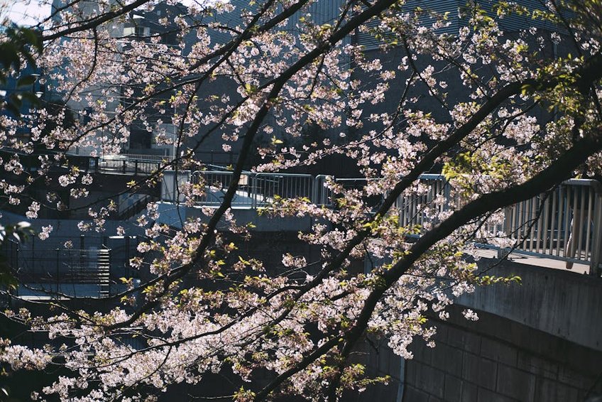 Japan Okinawa Early Cherry Blossoms