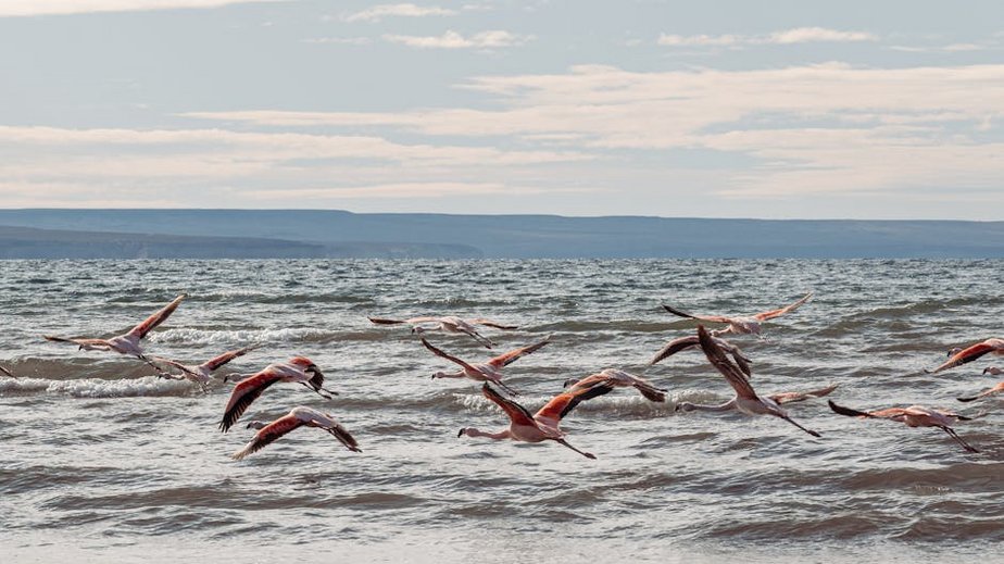 Kenya Nairobi Flamingo Migration