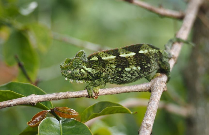 Madagascar Baobab Fruit Season