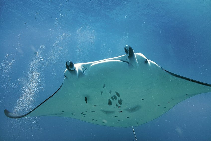 Maldives Manta Ray Season