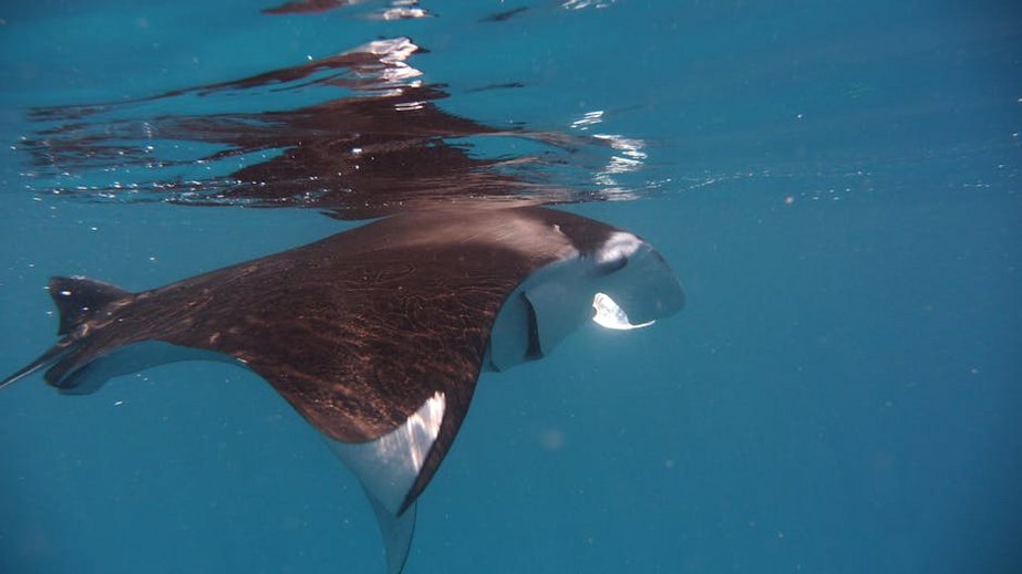 Maldives Manta Ray Season