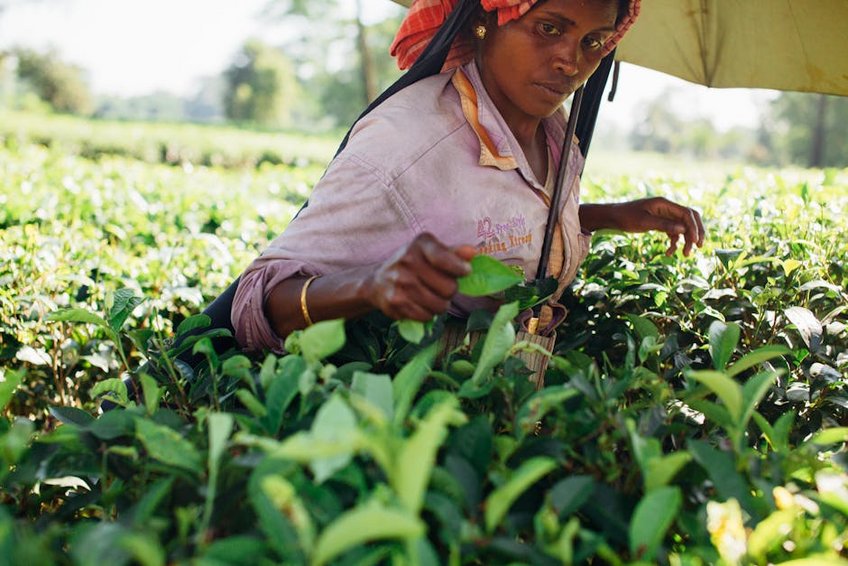 Mauritius Tea Harvest Period