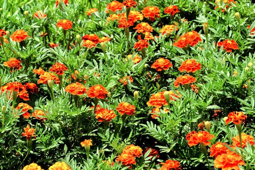 Morocco Almond Blossom Festival