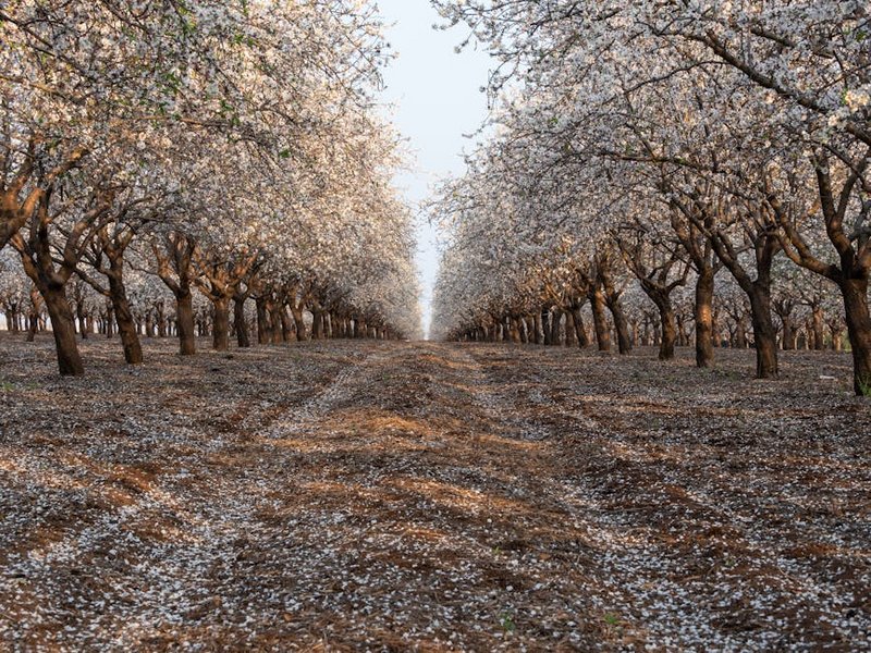 Morocco Marrakech Almond Trees