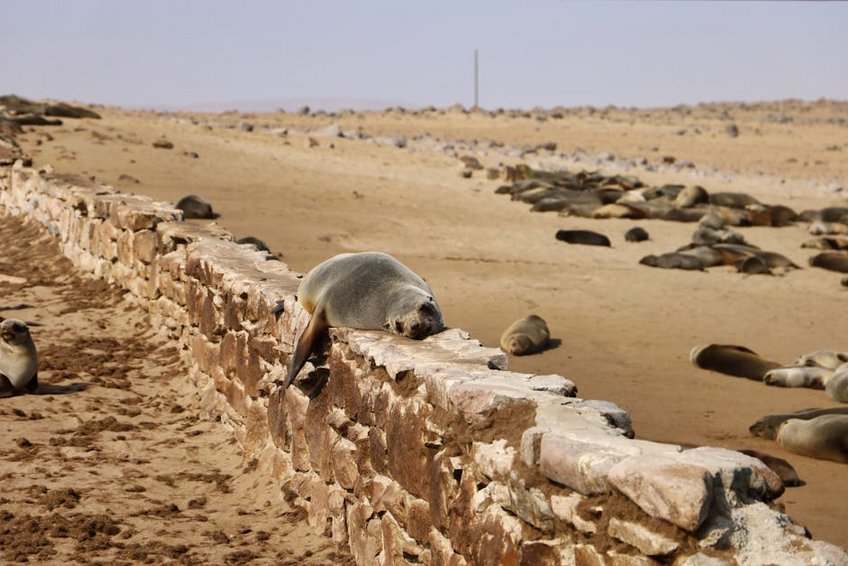 Namibia Skeleton Coast Seal Colonies