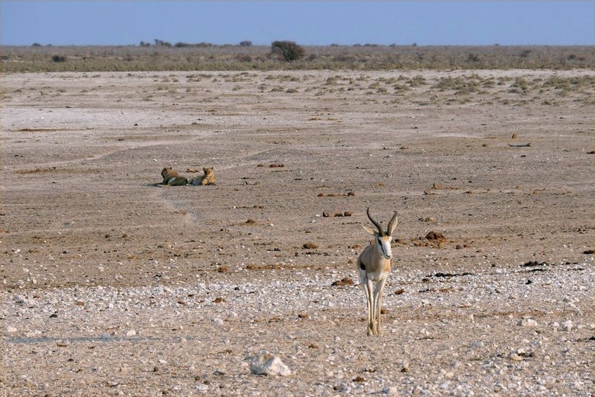 Namibia Skeleton Coast Seal Colonies