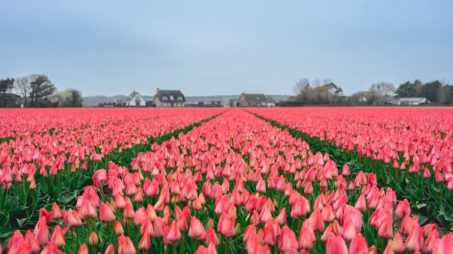 Netherlands Tulip Gardens Best Time