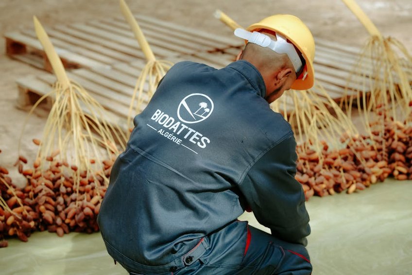 Oman Salalah Date Palm Harvest