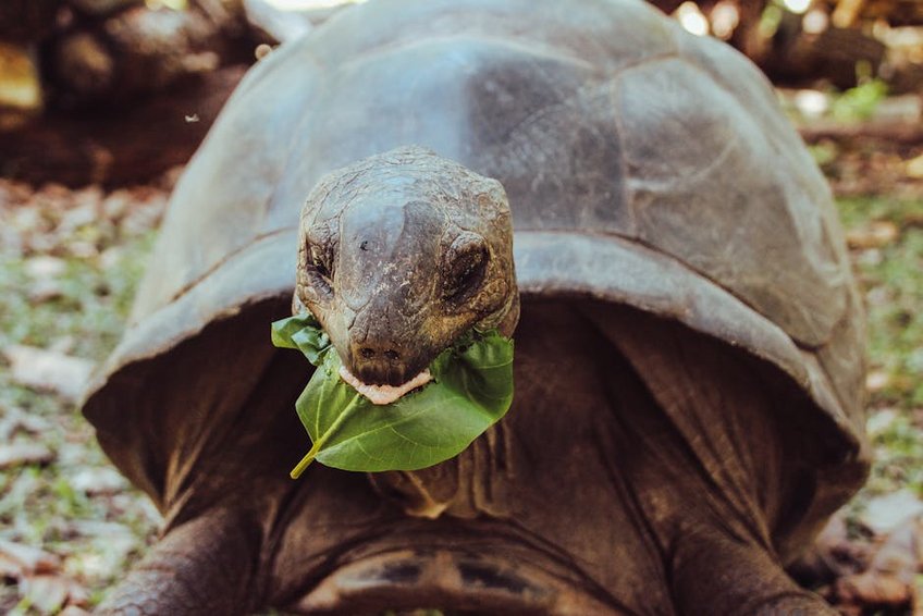 Seychelles Turtle Nesting Season