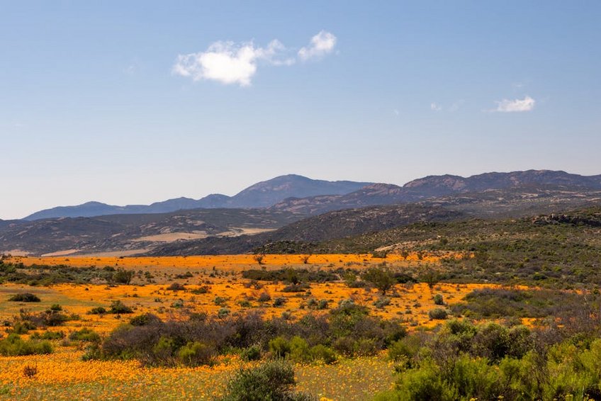 South Africa Namaqualand Flower Season