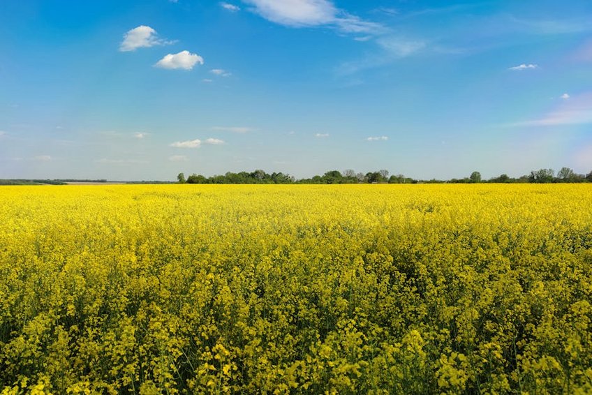 South Korea Jeju Canola Flowers